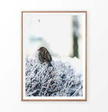Load image into Gallery viewer, Wood-framed Sparrow On Snow-Covered Branches Photo Wall Art