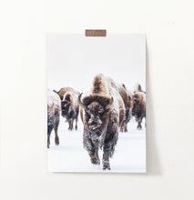 Load image into Gallery viewer, European Bison Herd Running In Snow Poster