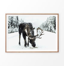 Load image into Gallery viewer, A moose on a snowy forest road photo print in wooden frame