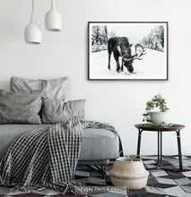 Load image into Gallery viewer, A moose on a snowy forest road photo print in a black frame haning on a bedroom wall