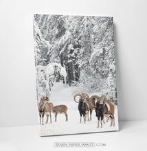 Load image into Gallery viewer, Mountain Sheep Canvas Print
