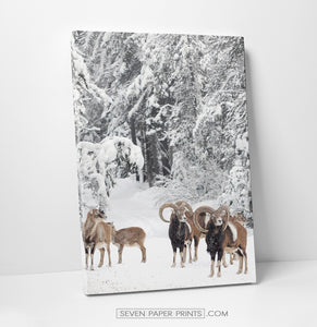 Mountain Sheep Canvas Print