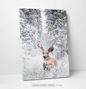 Deer in the Snowy Forest Canvas Print