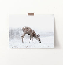 Load image into Gallery viewer, Fawn Searching On Winter Field Photo Print