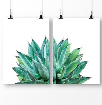 Succulent print set, botanical plant, cactus wall art, cactus photography