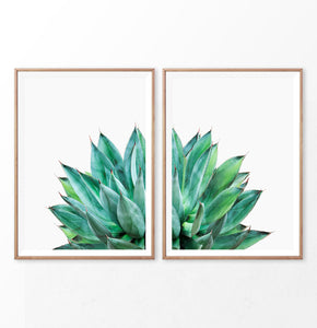 Agave Leaves On White Set of 2 Prints