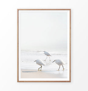 Seagulls on the beach photography