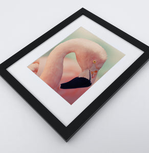 Black-framed Flamingo Photo Print