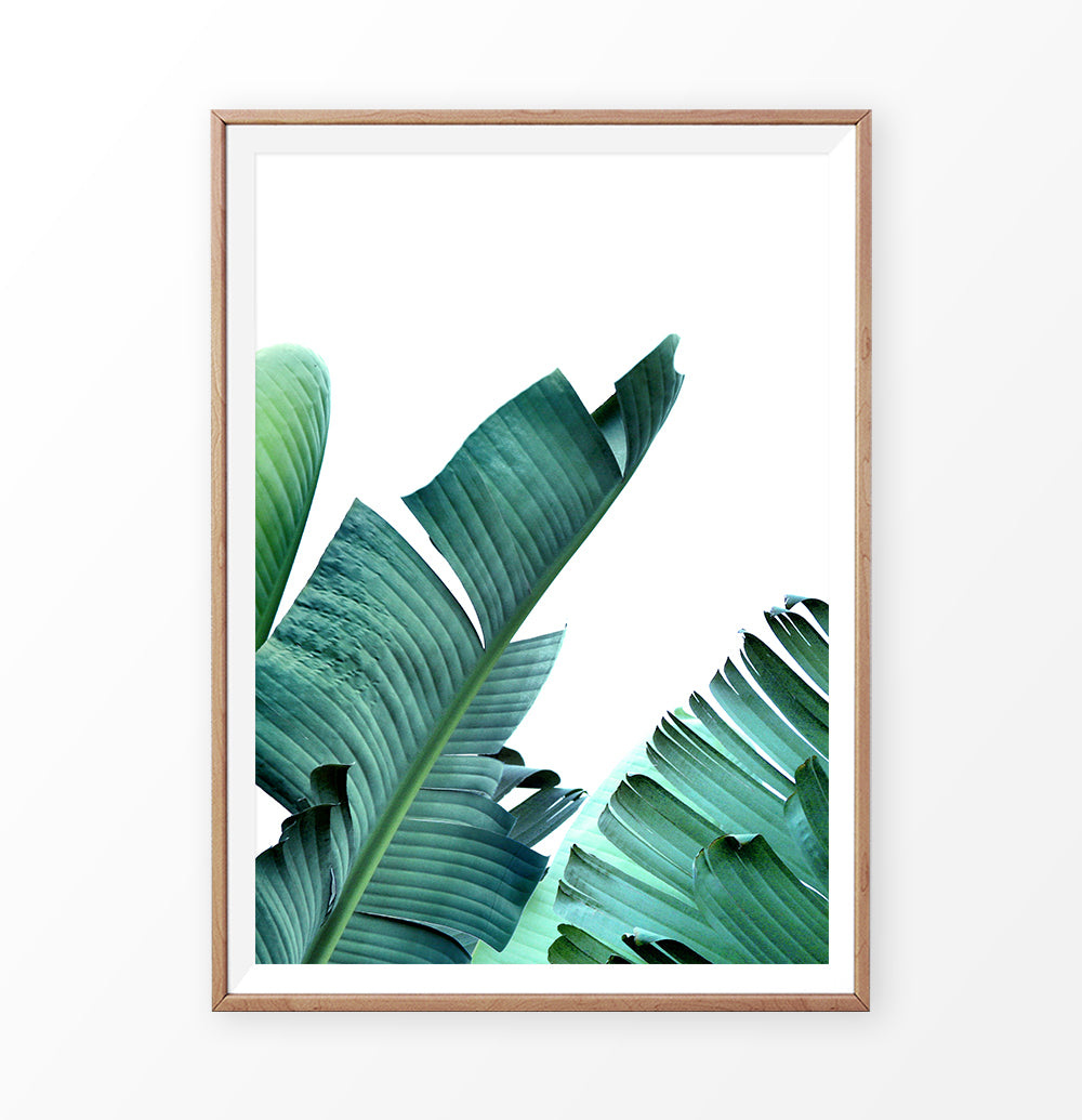 Banana plant leaf. Botanical wall art
