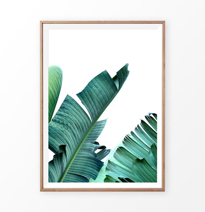 Banana plant leaf. Botanical wall art