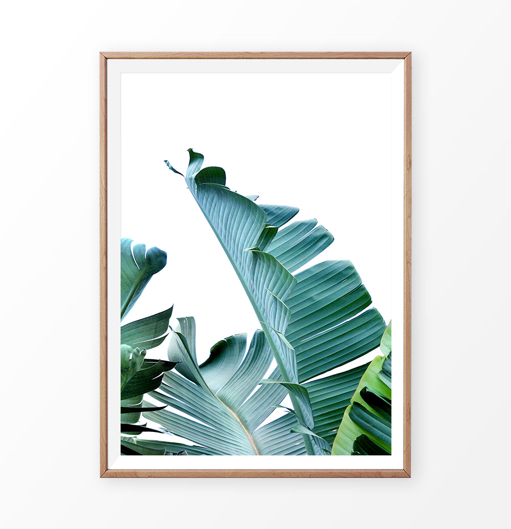Palm Leaf Photography Print