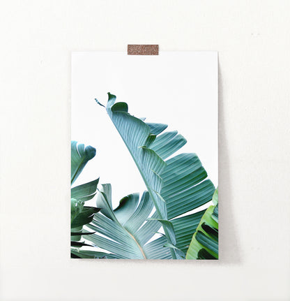 Banana Leaves Tropical Photography Print