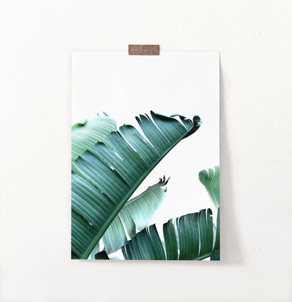Green Banana Leaf Single Wall Art