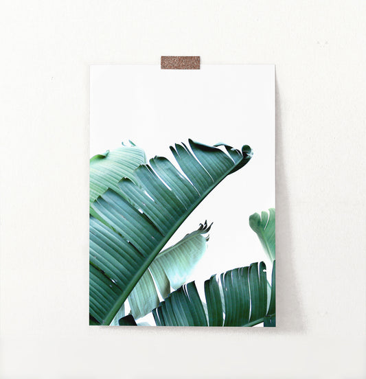 Green Banana Leaf Single Wall Art