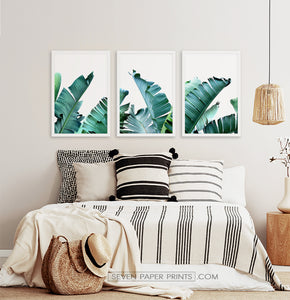 Three framed photo prints with banana leaves