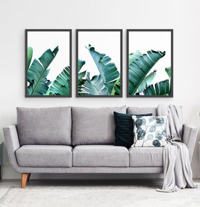 Three framed photo prints with banana leaves 3