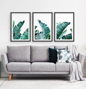Three framed photo prints with banana leaves 2