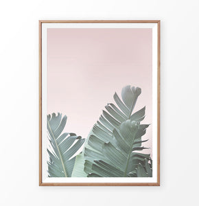 Banana Leaf on the Pink Background Print