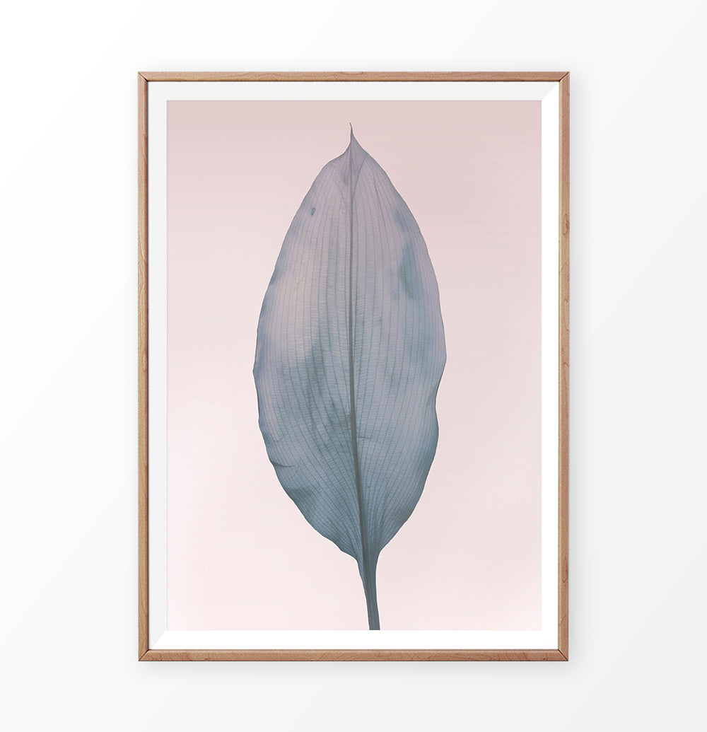 Blue Leaf on the pink background poster