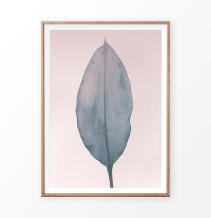 Blue Leaf on the pink background poster