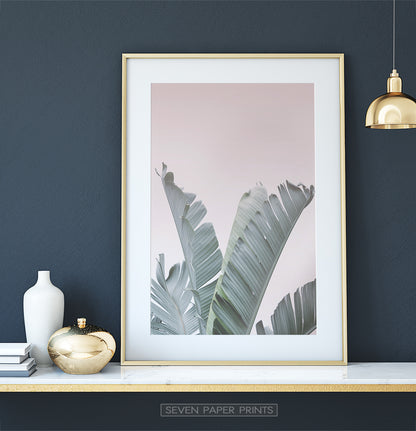 Banana Leaves on Pink Tropical Decor on Dark Wall