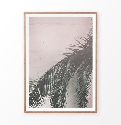 Palm on the pink wall. Retro tropical photograph
