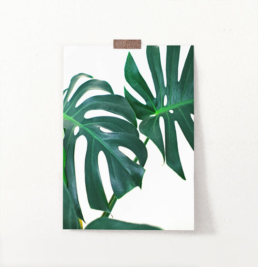 Monstera Leaf Photography Print