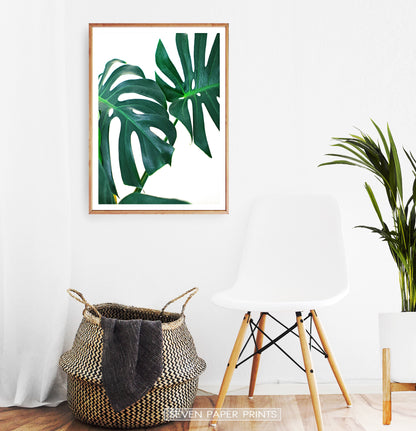 Monstera Leaf Photography Print