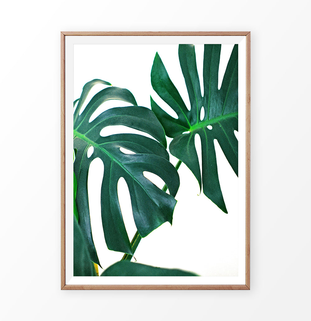 Monstera Deliciosa Wall Art Print – Single Green Wall Decor – Seven ...