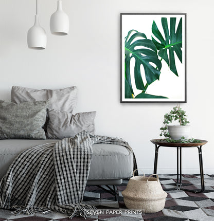 Monstera Leaf Photography Print