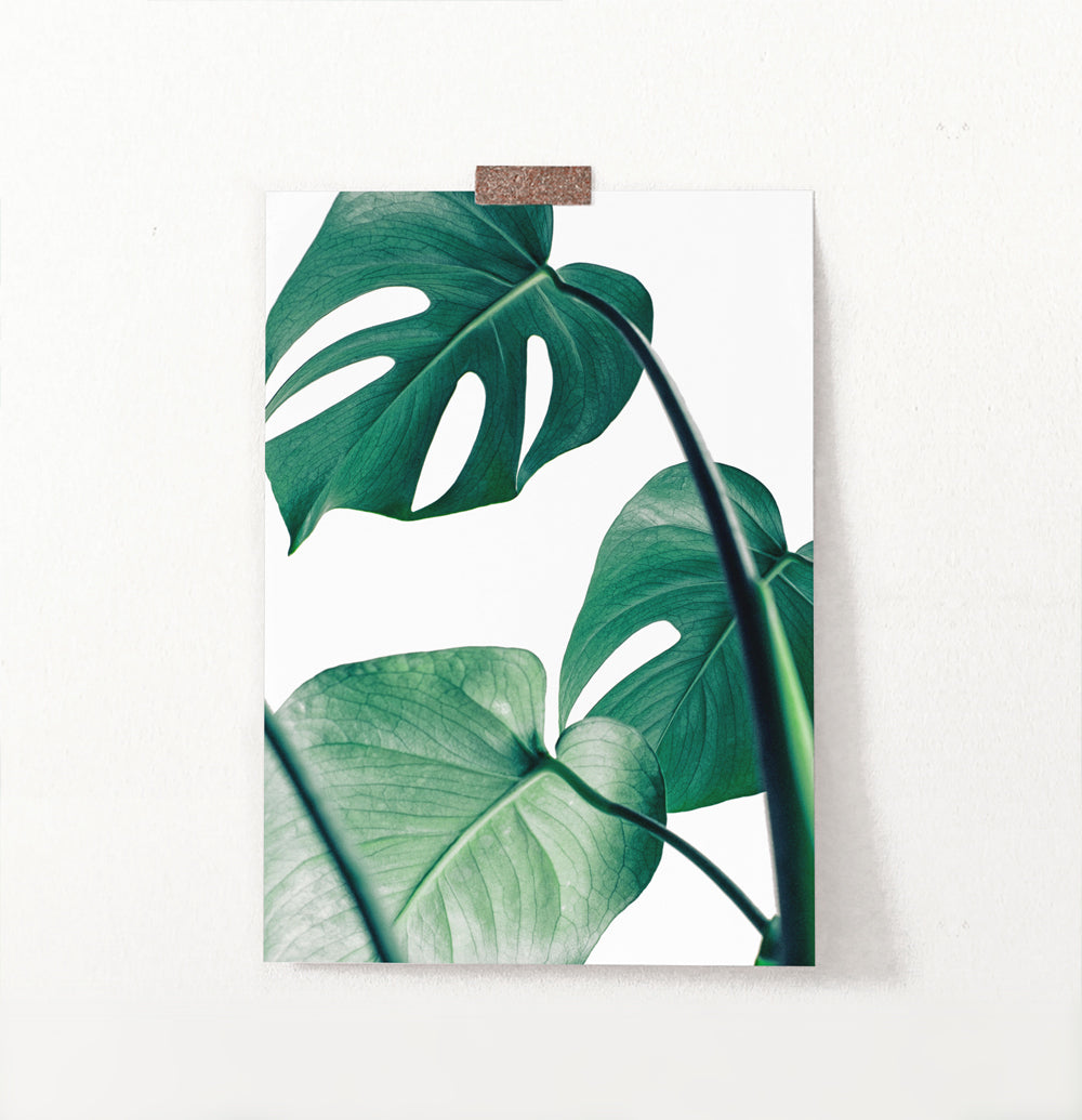 Tropical Monstera Leaf Photo Print