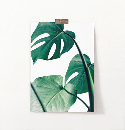 Tropical Monstera Leaf Photo Print