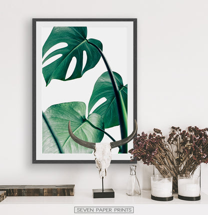 Tropical Monstera Leaf Photo Print