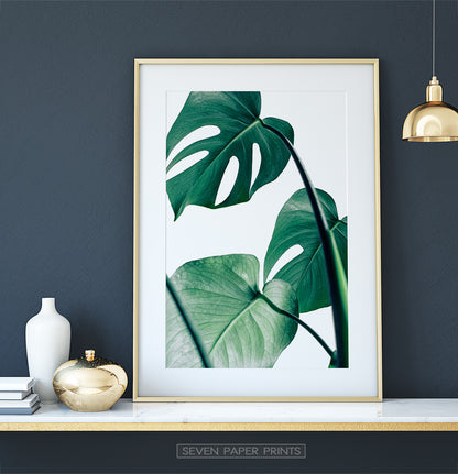 Tropical Monstera Leaf Photo Print