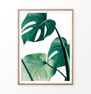 Green Monstera Plant Leaf Print