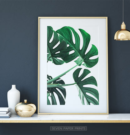 Tropical Leaf Print for Dark Walls