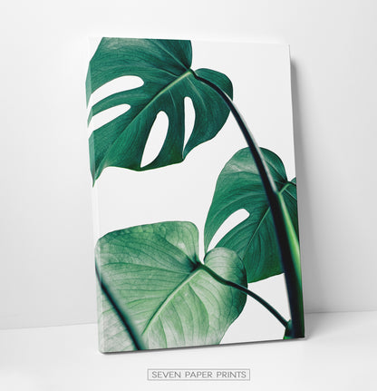 Monstera Leaves. Set of 3 Canvas Prints