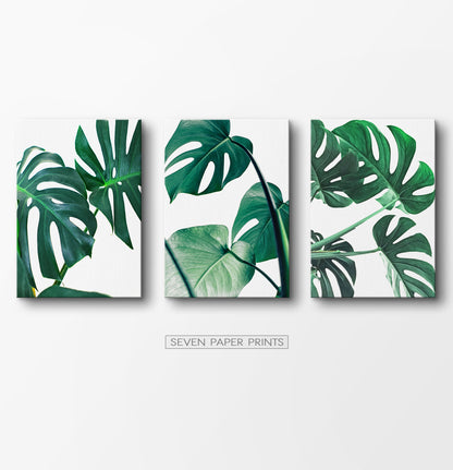 Monstera Leaves. Set of 3 Canvas Prints