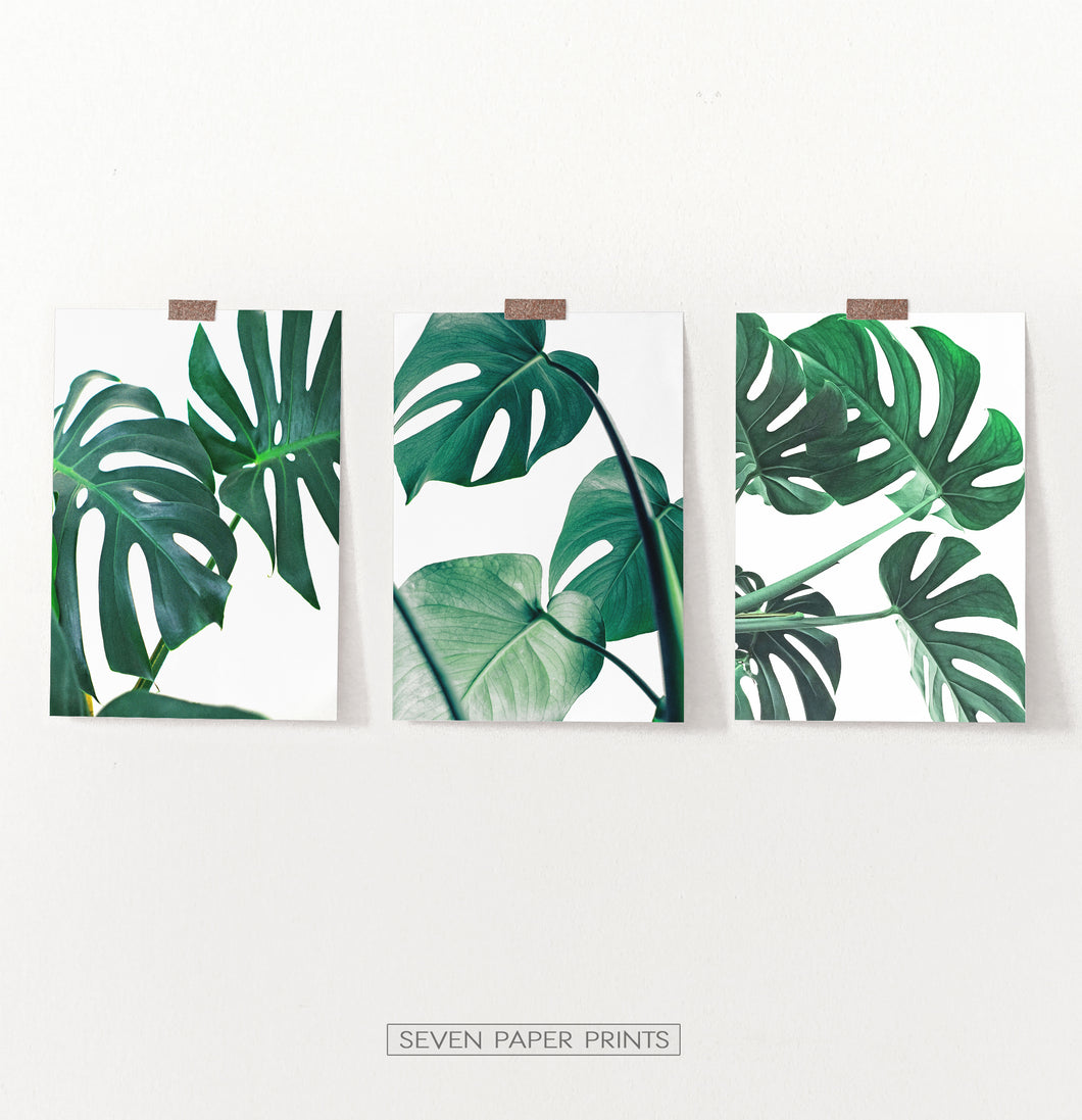 Monstera Green Leaves Set of 3 Deliciosa Prints