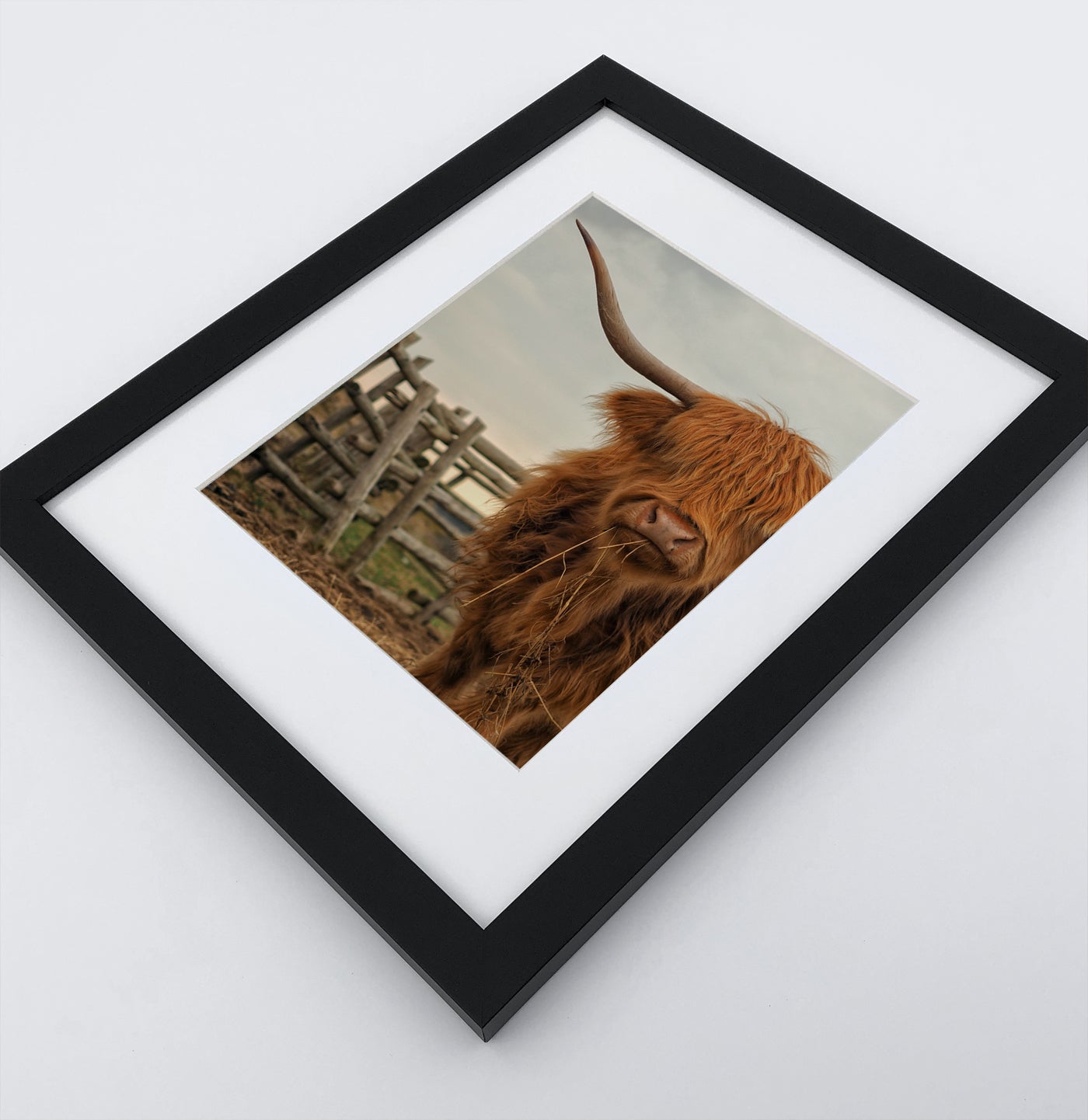 Black-framed Farm Bull Photo Print