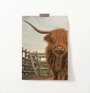 Hairy Red Bull Chewing A Straw Photo Wall Art