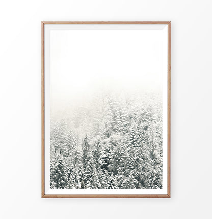 Snowy Branches Spruce Forest Photo Wall Art