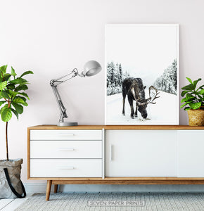 White-framed Moose On a Snowy Country Road Photo Wall Decor