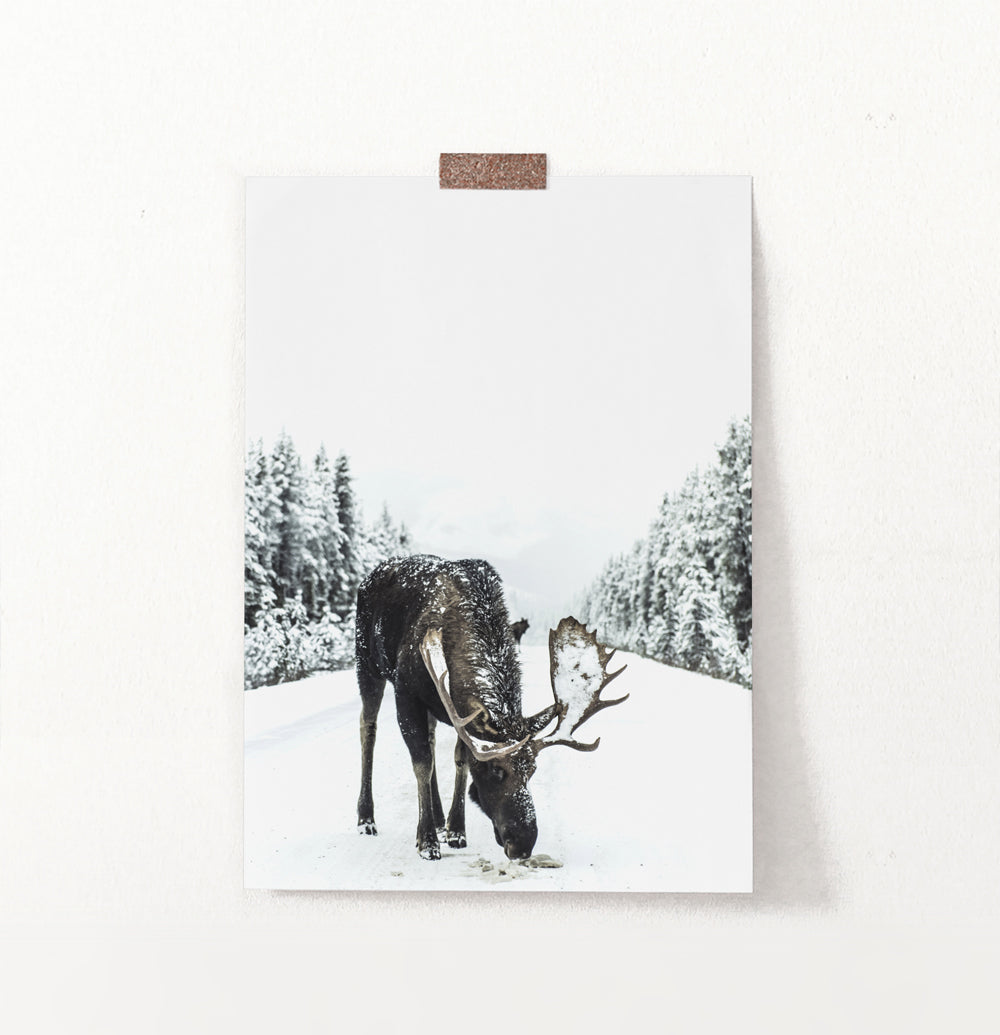 Moose On a Snowy Country Road Photo Wall Decor