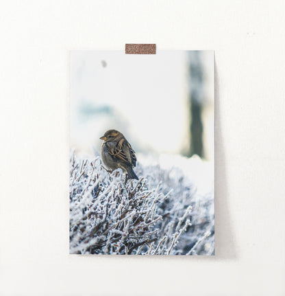 Sparrow On Snow-Covered Branches Photo Wall Art