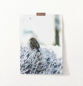 Sparrow On Snow-Covered Branches Photo Wall Art