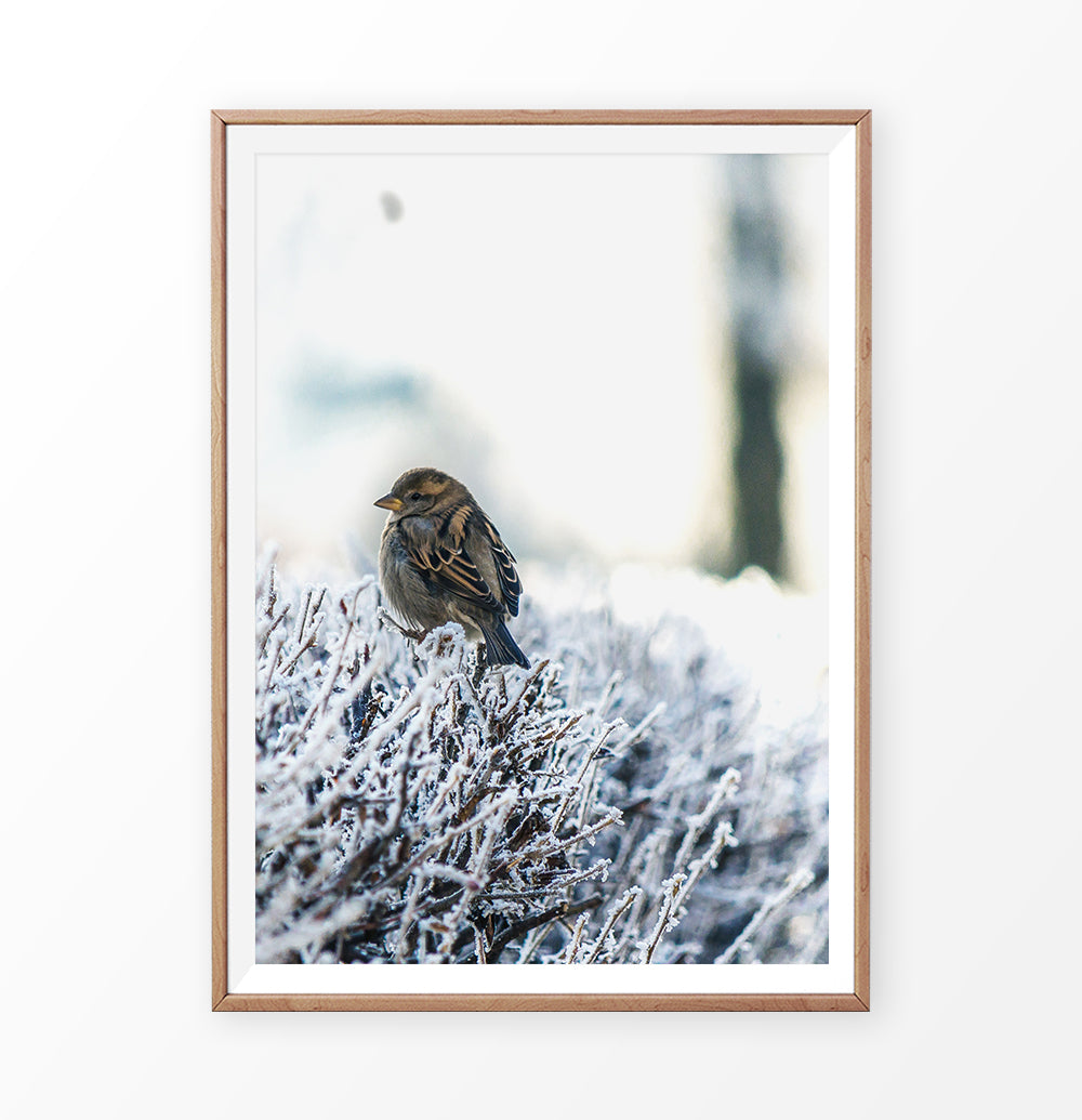 Wood-framed Sparrow On Snow-Covered Branches Photo Wall Art