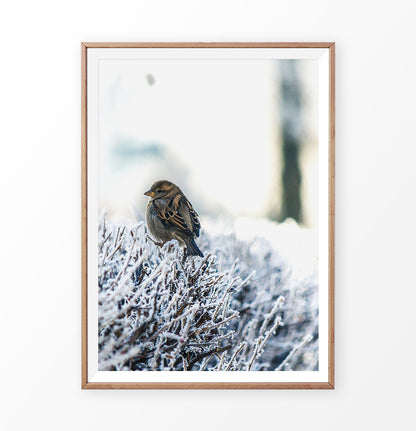 Wood-framed Sparrow On Snow-Covered Branches Photo Wall Art