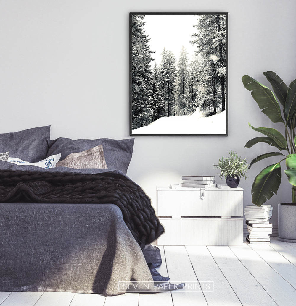 Winter Woods With Showy Spruces Photo Print
