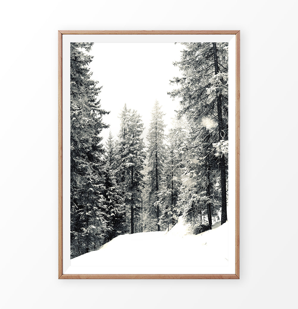 Winter Woods With Showy Spruces Photo Print